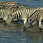 zebra