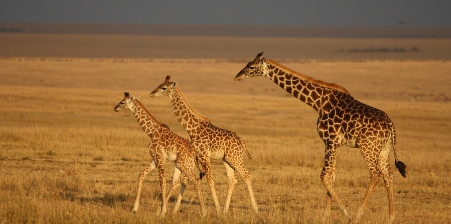 Tanzania Wildlife Safari