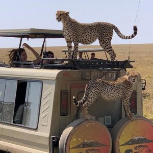 Wildlife Safaris