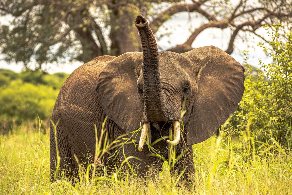 Tanzania ranks #1 tour destination when its come to wild spect. We will take you there