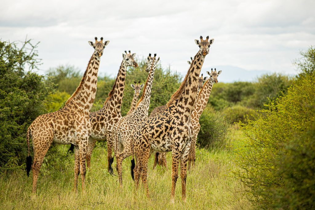 5 Days Tanzania Safari