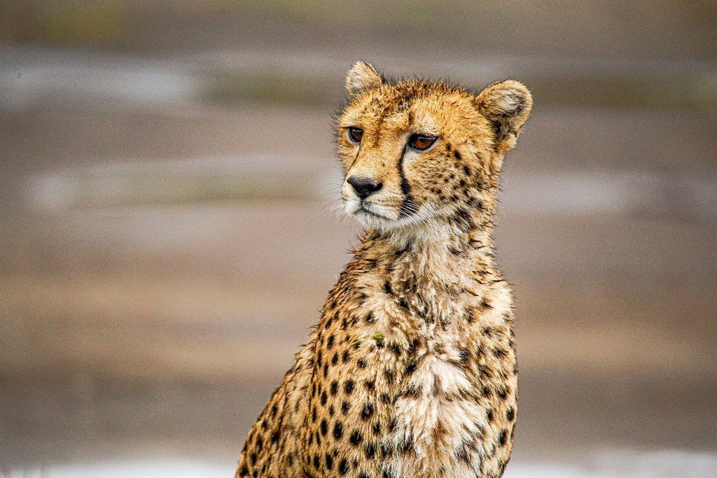 6 Days Tanzania Safari