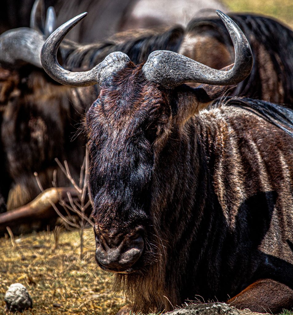 Wildebeest Migration