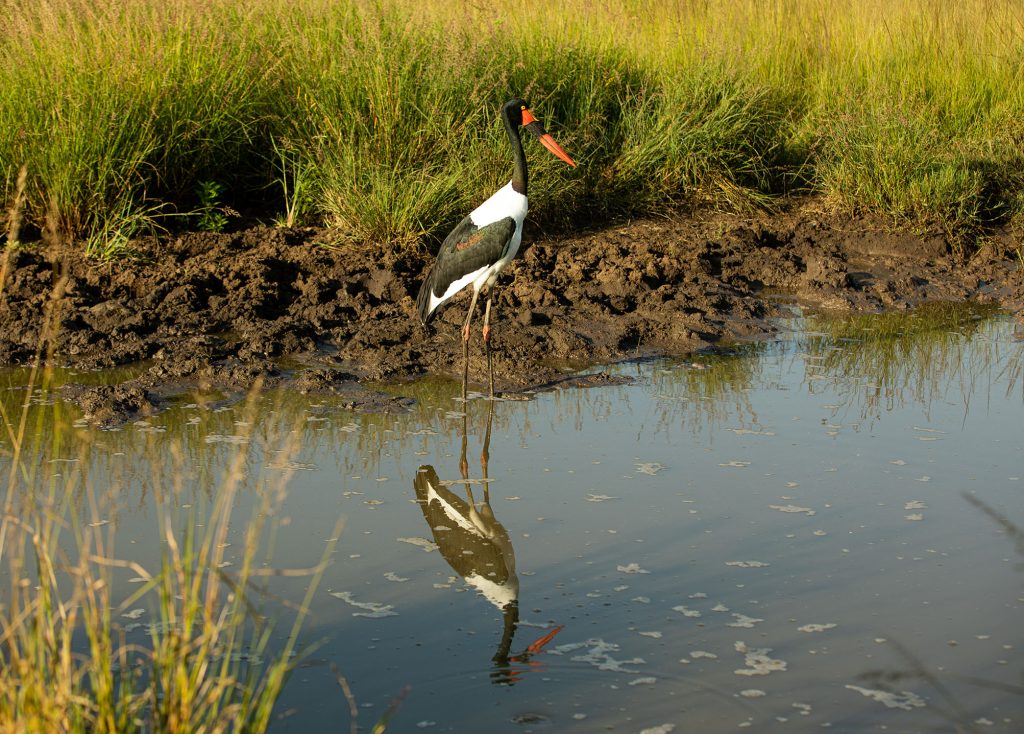 Lake Manyara Day Tour