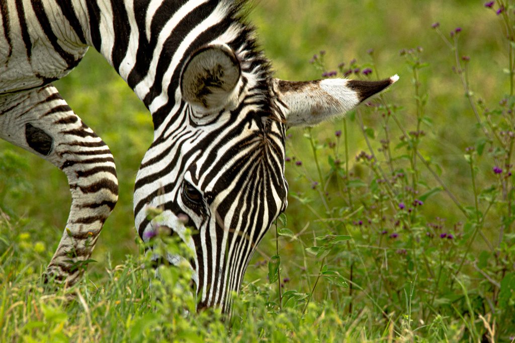 3 Days Tanzania Safari